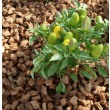 PAILLAGE NATUREL - HUSK CHIPS DE COCO