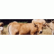 BOEUF FERMIER AUBRAC