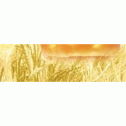 BRIOCHE - BRIO