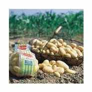 POMME DE TERRE PRIMEUR