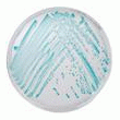 MéTHODE POUR LA DéTECTER ENTEROBACTER SAKAZAKII ISOLATION AGAR ESIA