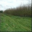 biofiltration - TAILLIS POUR BIOFILTRATION DES SOLS