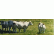 BOEUF CHAROLAIS DU BOURBONNAIS