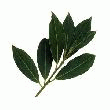 BOUQUET DE LAURIER ORIGINE FRANCE