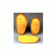 POMME DE TERRE - ANNABELLE