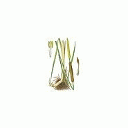 PHYTOTRAITEMENT DES SOLS POLLUéS PAR LE TYPHA