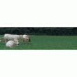 BOEUF BLONDE D'AQUITAINE