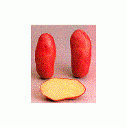 POMME DE TERRE - CHERIE