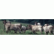 BOEUF DE BAZAS