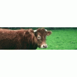 BOEUF DE CHALOSSE