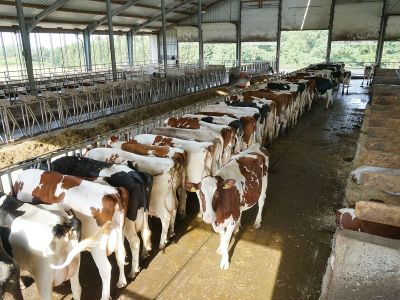 Bâtiments pour bovins Bâtiments pour bovins