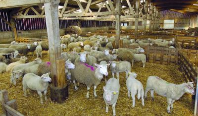 Bâtiments pour ovins Bâtiments pour ovins