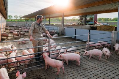 Bâtiments pour porcs Bâtiments pour porcs