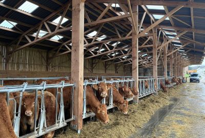 bâtiment pour vaches allaitantes bâtiment pour vaches allaitantes