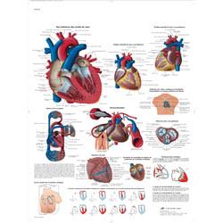 Planche anatomique cerveau humain
