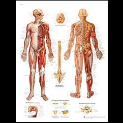 Planche anatomique nerfs corps humain