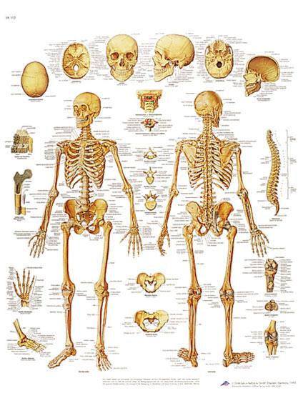 Planche anatomique du corps humain squelette
