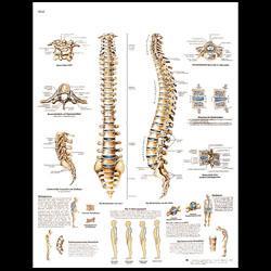 Planche anatomique colonne vertebrale