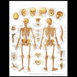 Planche anatomique du corps humain squelette