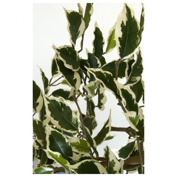 engrais plante d int rieur plantes d int 233 rieur engrais plante d int rieur plantes d int 233 rieur