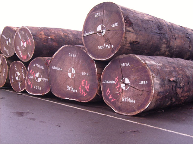 Hetre Bois Exotique : BOIS EXOTIQUE Hetre Bois Exotique : BOIS EXOTIQUE