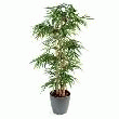 BAMBOUS GROSSES CANNES AVEC POT
