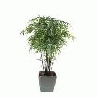 BAMBOU NOIR AVEC POT