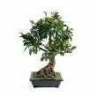 BONSAÏ FICUS ARTIFICIEL 58 CM
