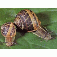ESCARGOTS VIVANTS PETITS GRIS