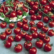 SEMENCE TOMATE CERISE