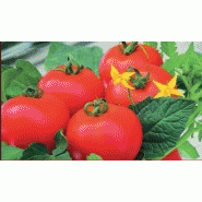 TOMATE GRAPPE - DIPLOM F1