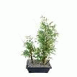 BONSAÏ BAMBOU ARTIFICIEL 40 CM