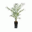 PLANTE ARTIFICIELLE D'INTÉRIEUR KENTIA EN POT -