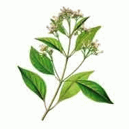 PLANTE - QUINQUINA