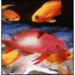 CORDONS CHAUFFANTS POUR AQUARIUMS ET TERRARIUMS