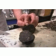 TRUFFES FRAîCHES - PRODUITS PROS