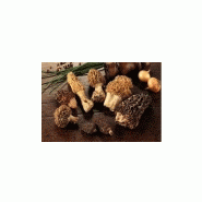 CHAMPIGNONS DES BOIS - MORILLE