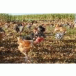 POULET FERMIER