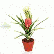 PHOENIX ROBELLINI - LOCATION DE PLANTES NATURELLES
