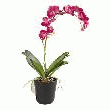 COMPOSITION ORCHIDÉE FUSCHIA ET POT ROND -