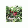 FILET DE PROTECTION VERT  5 X 5 M - 10G/M²