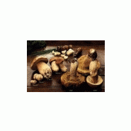 CHAMPIGNONS DES BOIS - CEPE