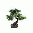 BONSAÏ PODOCARPUS ARTIFICIEL