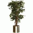 LE FICUS LIANE