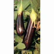 AUBERGINE DE BARBENTANE - LONGUE VIOLETTE HâTIVE