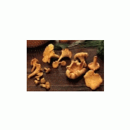 CHAMPIGNONS DES BOIS - GIROLLE