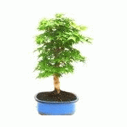 BONSAIS D'EXTéRIEUR - ACER SEIGEN AUREUM - 455209