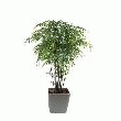 BAMBOU BLACK 12 CANNES - EXCLU WEB -