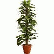 LE SCINDAPSUS