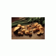 CHAMPIGNONS DES BOIS - MOUSSERON